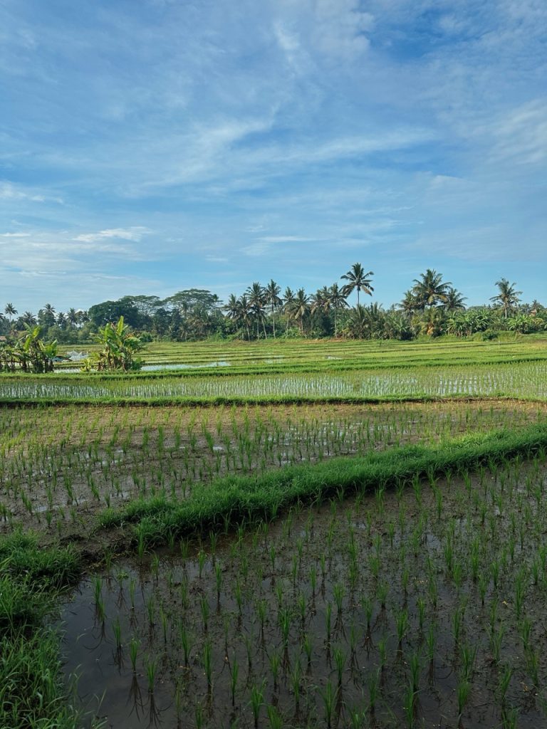 Bali rižina polja