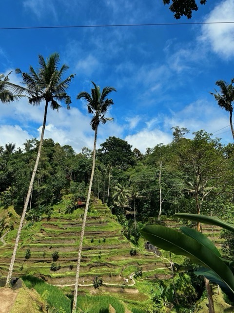Bali rižine terase
